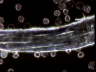 Thallus Formation 2 - AS