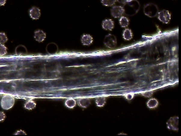 Thallus Formation 2 - AS